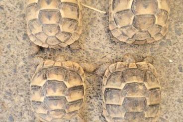 Landschildkröten kaufen und verkaufen Foto: Biete 1.1 Testudo graeca und 0.0.4