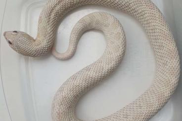 Nattern ungiftige kaufen und verkaufen Photo: Adulte Hakennasennattern abzugeben Nattern ungiftige kaufen und verkaufen Photo: Adulte Hakennasennattern abzugeben