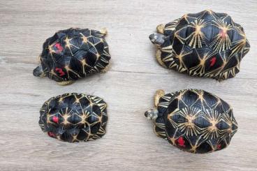 Tortoises kaufen und verkaufen Photo: Astrochelys radiata CB 2018