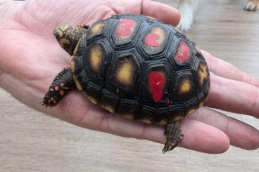 Tortoises kaufen und verkaufen Photo: Geochelone carbonaria CB 2024