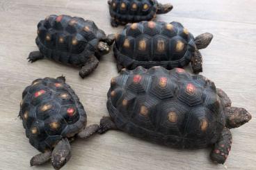 Tortoises kaufen und verkaufen Photo: Geochelone carbonaria CB 2019 - 2020 - 2021