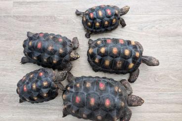 Landschildkröten kaufen und verkaufen Foto: Geochelone carbonaria CB 2019 - 2020 - 2021