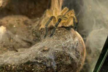 - bird spiders kaufen und verkaufen Photo: Harpactira pulchripes 0.1