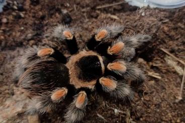 - bird spiders kaufen und verkaufen Photo: Biete Brachypelma hamorii 1.0 subadult