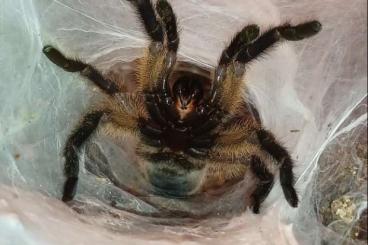 - bird spiders kaufen und verkaufen Photo: Biete 1.1 Monocentropus balfouri