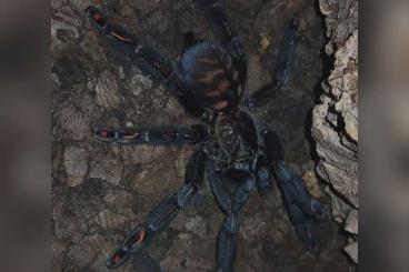 - bird spiders kaufen und verkaufen Photo: Biete 0.1 Psalmopoeus irminia