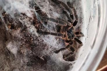 - bird spiders kaufen und verkaufen Photo: Biete Ceratogyrus marshalli 0.1