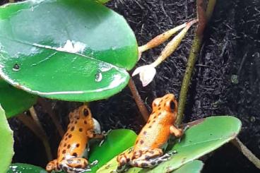 Poison dart frogs kaufen und verkaufen Photo: 0.pumillio Bastimentos rfb