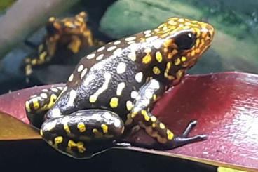 Poison dart frogs kaufen und verkaufen Photo: Biete O.histrionica u.D.leucomelas