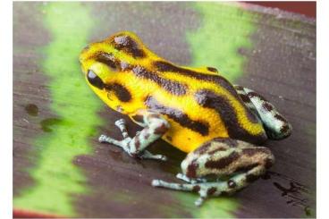 Poison dart frogs kaufen und verkaufen Photo: Suche Oophaga pumilio guarumo