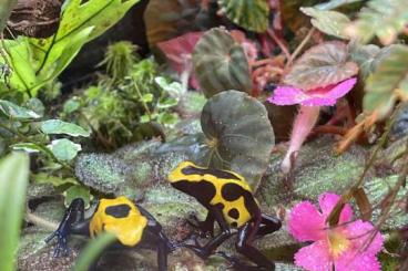Poison dart frogs kaufen und verkaufen Photo: 0-0-5 D.t. Citronella abzugeben 