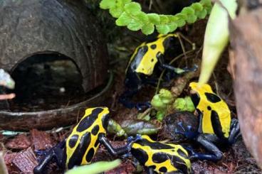 Poison dart frogs kaufen und verkaufen Photo: D.t.Citronella Bereit für den Umzug