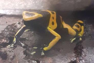 Poison dart frogs kaufen und verkaufen Photo: 0,0,1 Dendrobates Leucomelas