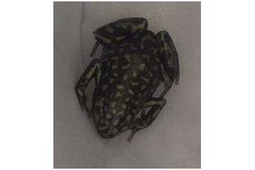 Pfeilgiftfrösche kaufen und verkaufen Foto: Suche Dendrobates Super Camo (Comouflage Special)