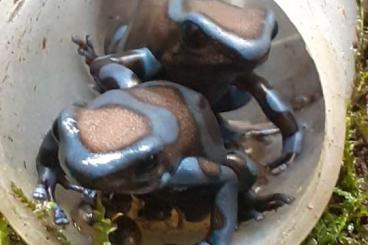 Poison dart frogs kaufen und verkaufen Photo: Biete adulte, legende Gruppe Auratus Birkhahn