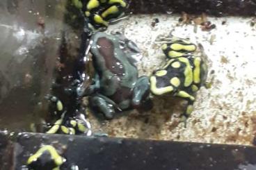 Pfeilgiftfrösche kaufen und verkaufen Foto: Dendrobates Auratus Nachzuchten abzugeben