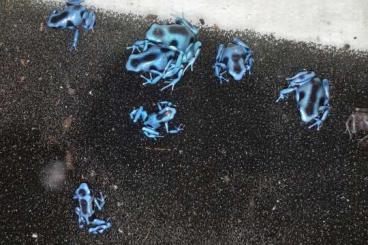 Pfeilgiftfrösche kaufen und verkaufen Foto: 0.0.3 Dendrobates Auratus Calobre Nachzuchten