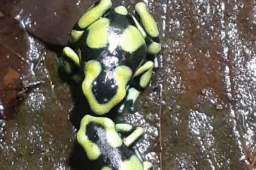 Pfeilgiftfrösche kaufen und verkaufen Foto: 0.0.12 Dendrobates Auratus Capurgana Nachzuchten