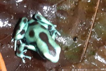 Pfeilgiftfrösche kaufen und verkaufen Foto: 0.0.1 Dendrobates Auratus el Cope Nachzucht