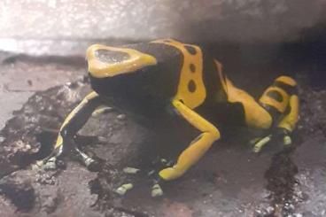 Poison dart frogs kaufen und verkaufen Photo: 0.0.3 Auratus Leucomelas Nachzuchten