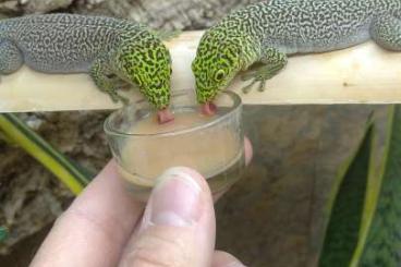 Geckos kaufen und verkaufen Foto: Phelsuma standingi - NZ23 und 24