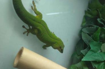 Geckos kaufen und verkaufen Foto: Phelsuma mad (kl. Inselform) / Ph.standingi NZ 23