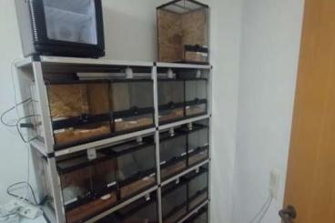 Enclosures kaufen und verkaufen Photo: Exo Terra Terras mit Alusteck Regal Enclosures kaufen und verkaufen Photo: Exo Terra Terras mit Alusteck Regal