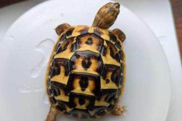 Landschildkröten kaufen und verkaufen Foto: 0.0.5 THH  - Toskana CB 2023