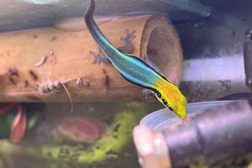 Geckos kaufen und verkaufen Photo: Phelsuma klemmeri 100€ Gecko Terrariumpflanzen