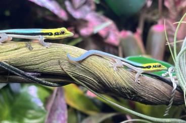 Geckos kaufen und verkaufen Foto: Phelsuma klemmeri 70€ Gecko Terrariumpflanzen