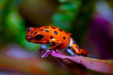 Poison dart frogs kaufen und verkaufen Photo: Oophaga pumilio red frog beach 