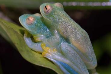 frogs kaufen und verkaufen Photo: Cochranella Granulosa Glasfrosch Glasfrösche Laubfrosch