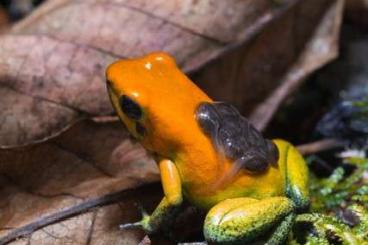 Pfeilgiftfrösche kaufen und verkaufen Foto: Phyllobates bicolor Pfeilgiftfrösche