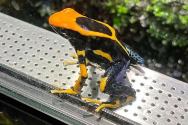 Pfeilgiftfrösche kaufen und verkaufen Foto: Dendrobates tinctorius alanis