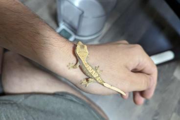 Geckos kaufen und verkaufen Foto: Verkaufe Kronengecko Babies