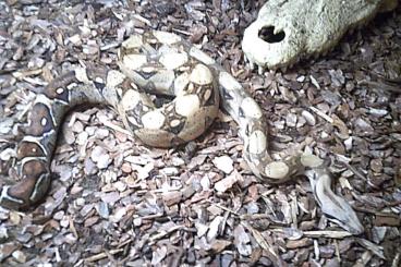 Boas kaufen und verkaufen Foto: Abgottschlange-Mix NZ´24  - Boa Constrictor ca.70cm Weibchen