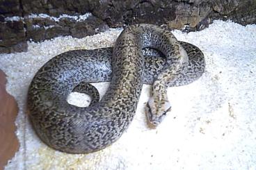 Pythons kaufen und verkaufen Photo: Granit Tigerpython NZ24 - Python molurus bivittatus Male