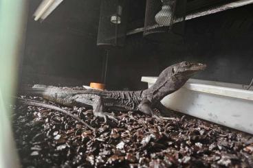 Warane kaufen und verkaufen Foto: Varanus salvator Black dragon water monitor