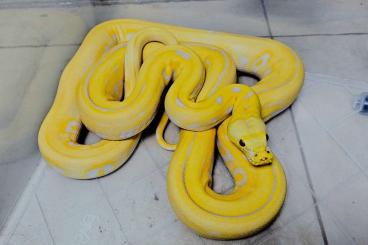 Schlangen kaufen und verkaufen Foto: Malayopython reticulatus retic Reticulated python Netzpython 