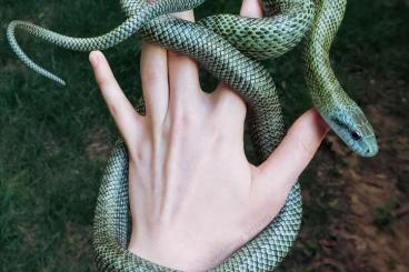 Snakes kaufen und verkaufen Photo: Looking for Elaphe Climacophora kunashir & Euprepiophis mandarinus