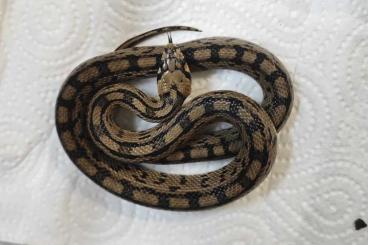 Snakes kaufen und verkaufen Photo: Treppennattern (Rhinechis scalaris ) 1.1 2023