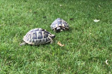 Tortoises kaufen und verkaufen Photo: 2 weibliche Griechische Landschildkröten zu verkaufen (2007)