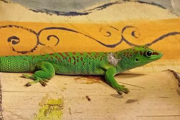 Geckos kaufen und verkaufen Foto: Phelsuma grandis günstig abzugeben!