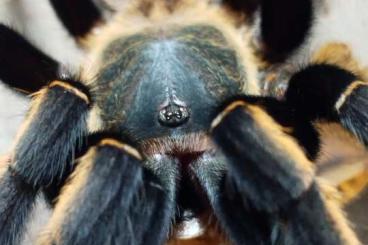 Vogelspinnen kaufen und verkaufen Foto: Some Theraphosidae available. Vogelspinnen kaufen und verkaufen Foto: Some Theraphosidae available.