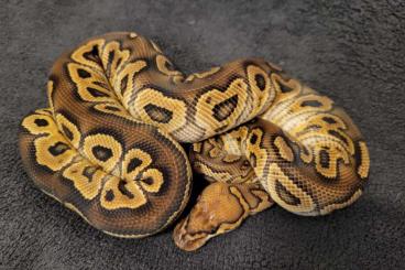 Königspythons kaufen und verkaufen Foto: 1.0 Trick Clown nz. 22 und mehr ..... Königspython / Python Regius 