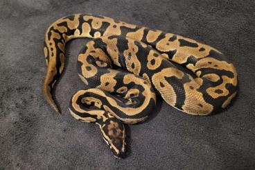 Ball Pythons kaufen und verkaufen Photo: Verschiedene Königspython - Adult 