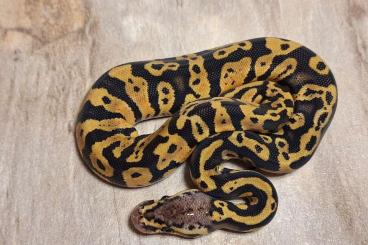 Königspythons kaufen und verkaufen Foto: Confusion het Clown poss het Hypo  .. Königspython / Python Regius