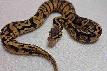 Ball Pythons kaufen und verkaufen Photo: 1.0 Confusion 100 % het Clown poss het Hypo 