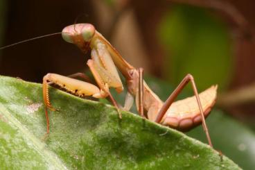 Insekten kaufen und verkaufen Foto: Mantodea / Gottesanbeterinnen mantiden/für Hamm , Odontomantis