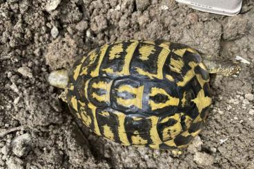 Landschildkröten kaufen und verkaufen Foto: Testudo hermanni hermanni NZ 22/23 Lokalform Apulien Toskana und thb